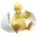 Floristik24 Wyklute pisklę, figurka kaczki, kaczątko w jajku wys.10cm szer.12.5cm