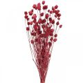 Floristik24 Suszone Kwiaty Czerwony Suchy Oset Oset Truskawkowy Kolorowy 100g