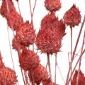 Floristik24 Suszone kwiaty ostu suszonego ostropestu truskawkowego jasnoróżowego 100g