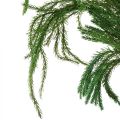 Floristik24 Erika mech dekoracyjny zielony mech naturalny suszony 20-35cm 400g
