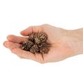 Szyszki olchowe, produkt naturalny do dekoracji i rękodzieła, złote, 3 cm, 300 g | Floristik24.pl