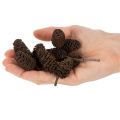 Szyszki olchowe naturalne, luzem, do dekoracji, 3cm, 300g, naturalny brąz. | Floristik24.pl