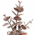 Floristik24 Eukaliptus sztuczny Burgund 32cm Sztuczna roślina jak prawdziwa!