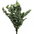 Floristik24 Eukaliptus Konserwowane Gałęzie Liście Okrągłe Zielone 150g