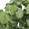 Floristik24 Eukaliptus Konserwowane Gałęzie Liście Okrągłe Zielone 150g