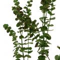 Floristik24 Gałąź eukaliptusa zielona 130 cm