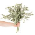Sztuczna gałązka eukaliptusa, ozdobna do wazonów i bukietów, 49 cm, 4 sztuki | Floristik24.pl