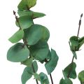 Floristik24 Gałąź eukaliptusa sztuczny eukaliptus zielony 64cm