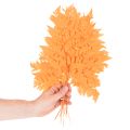 Suszone i konserwowane liście paproci do florystyki i dekoracji jesiennych, 42 cm, 10 szt. | Floristik24.pl