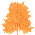 Suszone i konserwowane liście paproci do florystyki i dekoracji jesiennych, 42 cm, 10 szt. | Floristik24.pl