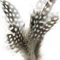 Floristik24 Piórka ozdobne w kropki na patyku prawdziwe pióra perliczki 4-8cm 24szt