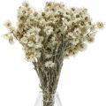 Floristik24 Mini kwiat słomy Biały suszony kwiat Deco Rock Flower H20cm 15g