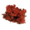 Floristik24 Mech dekoracyjny czerwony Siena naturalny mech do rękodzieła, suszony, barwiony 500g