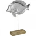 Floristik24 Ryba dekoracyjna, dekoracja morska, ryba wykonana ze srebrnego metalu, kolor naturalny W28,5cm