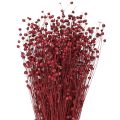 Floristik24 Len Bordeaux Czerwony Suszone Kwiaty Dekoracyjne Dł. 55 cm 80 g