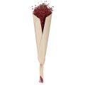 Len Bordeaux Czerwony Suszone Kwiaty Dekoracyjne Dł. 55 cm 80 g | Floristik24.pl