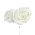 Floristik24 Piankowa róża biała z masą perłową Ø7,5cm 12szt
