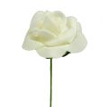 Floristik24 Piankowa róża Ø3,5cm kremowa 48szt
