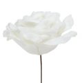 Floristik24 Róża piankowa biała Ø10cm śnieżna 6szt.