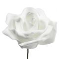 Floristik24 Piankowa róża biała Ø10cm 8szt