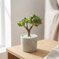 Sukulent Echeveria sztuczny Zielony W15cm | Floristik24.pl