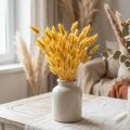 Lagurus Yellow, Trawa aksamitna, Trawa ogoniasta królika L20-50cm 25g | Floristik24.pl