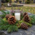 Szyszki Halepensis naturalne 5kg | Floristik24.pl