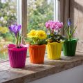 Doniczka plastikowa Ø9cm 25 szt. | Floristik24.pl