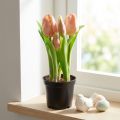 Sztuczne tulipany w doniczce Tulipany Brzoskwiniowe sztuczne kwiaty 22cm | Floristik24.pl