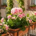 Sztuczny kwiat geranium Różowy krzew geranium sztuczny 7 kwiatów W38cm | Floristik24.pl