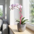 Podpórka do storczyków, plastikowa, różowa, podpórka, wys. 64 cm | Floristik24.pl
