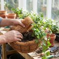 Włókno kokosowe naturalne włókno roślinne naturalny materiał rzemieślniczy 1 kg | Floristik24.pl