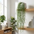 Ozdobne wici, koralowy kaktus, sztuczny wieszak Rhipsalis zielony dł.120cm | Floristik24.pl