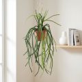 Rhipsalis sztuczny koralowy kosz wiszący na kaktusy wys. 87 cm | Floristik24.pl