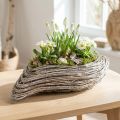 Roślinna łódka z rattanu w kształcie fali, naturalna biel, 45x16cm | Floristik24.pl
