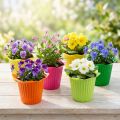 Plastikowe kwiaty doniczkowe Ø6,5cm 25 szt | Floristik24.pl