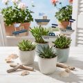 Wtyczka dekoracyjna drewniana biała niebieska naturalna 8cm W37cm 24 szt | Floristik24.pl