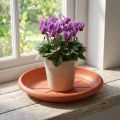Spodek "Linda" Ø18cm terakota | Floristik24.pl