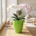 Orchidea doniczka błyszcząca Ø12,5cm limonka 1 szt | Floristik24.pl