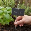 Naturalne płyty łupkowe Tabliczki z wtyczką do roślin Czarne 25 cm | Floristik24.pl
