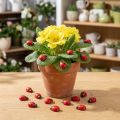 Biedronki dekoracyjne do klejenia 1cm czerwone 360 szt | Floristik24.pl