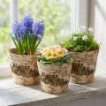 Doniczka brzozowa z kory z folią Ø15cm H13cm 3szt | Floristik24.pl