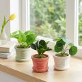 Sztuczne rośliny zielone mini rośliny w doniczce 15cm 3szt | Floristik24.pl