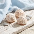 Małża Tonna Tessalata 7 szt | Floristik24.pl