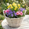 Kosz z uchwytami Kosz na frytki Kosz na rośliny bielony Ø18cm W12cm | Floristik24.pl