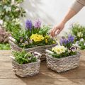 Kosz na rośliny z uchwytami, kwadratowa misa koszowa, naturalna donica do sadzenia shabby chic myte białe dł.30/25.5/21 cm wys.12/11/10 cm zestaw 3 szt. | Floristik24.pl
