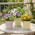 Wiadro do sadzenia, doniczka z uchwytami, metalowa dekoracja, różowo-zielono-żółta, shabby chic, Ø16,5cm, wys.15cm, zestaw 3 szt. | Floristik24.pl