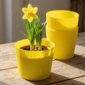 Mankiety plisowane żółte 14,5cm 100 szt | Floristik24.pl