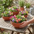 Miska R plastikowa terakota Ø 13cm - 19cm, 10szt | Floristik24.pl