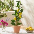 Drzewko cytrynowe w doniczce, roślina sztuczna 42 cm - Śródziemnomorskie drzewko dekoracyjne sztuczne | Floristik24.pl